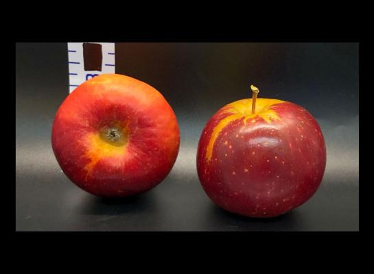 Apple Index - 